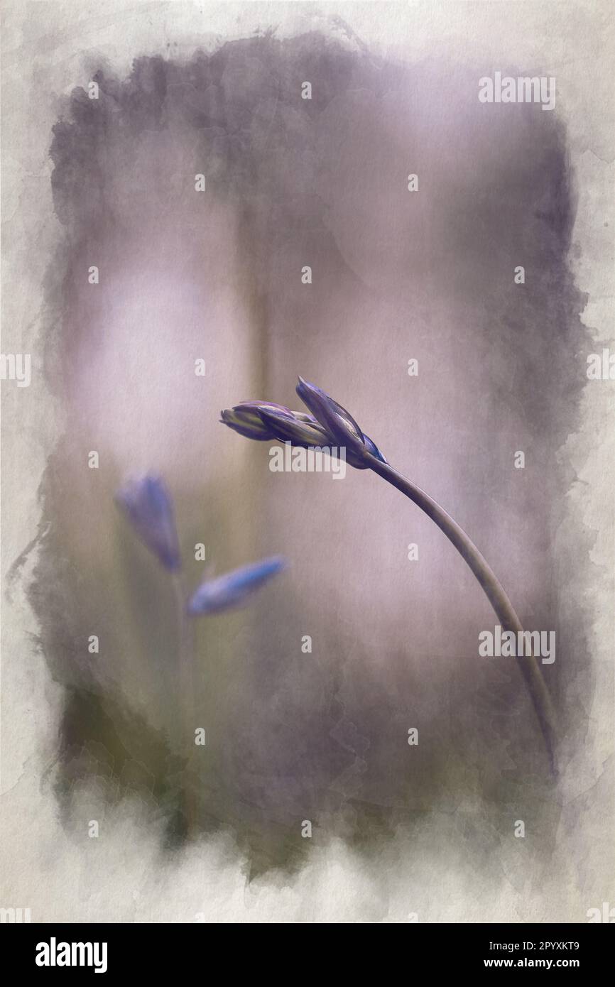 Pittura digitale di acquerello di fiori di bluebell viola su uno sfondo di bosco, utilizzando una profondità di campo poco profonda. Foto Stock