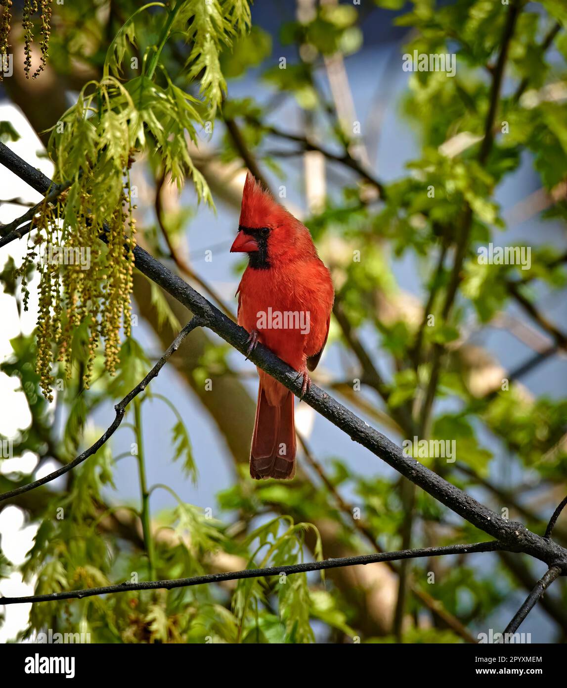 Un bellissimo uccello cardinale di colore rosso brillante. Su un ramo con qualche muschio appeso. Foto Stock