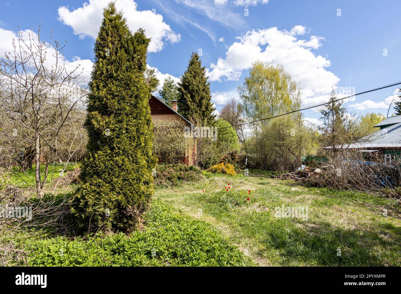 grande albero thuja sul cortile di legno ricolare troppo cresciuto il giorno di primavera soleggiato Foto Stock