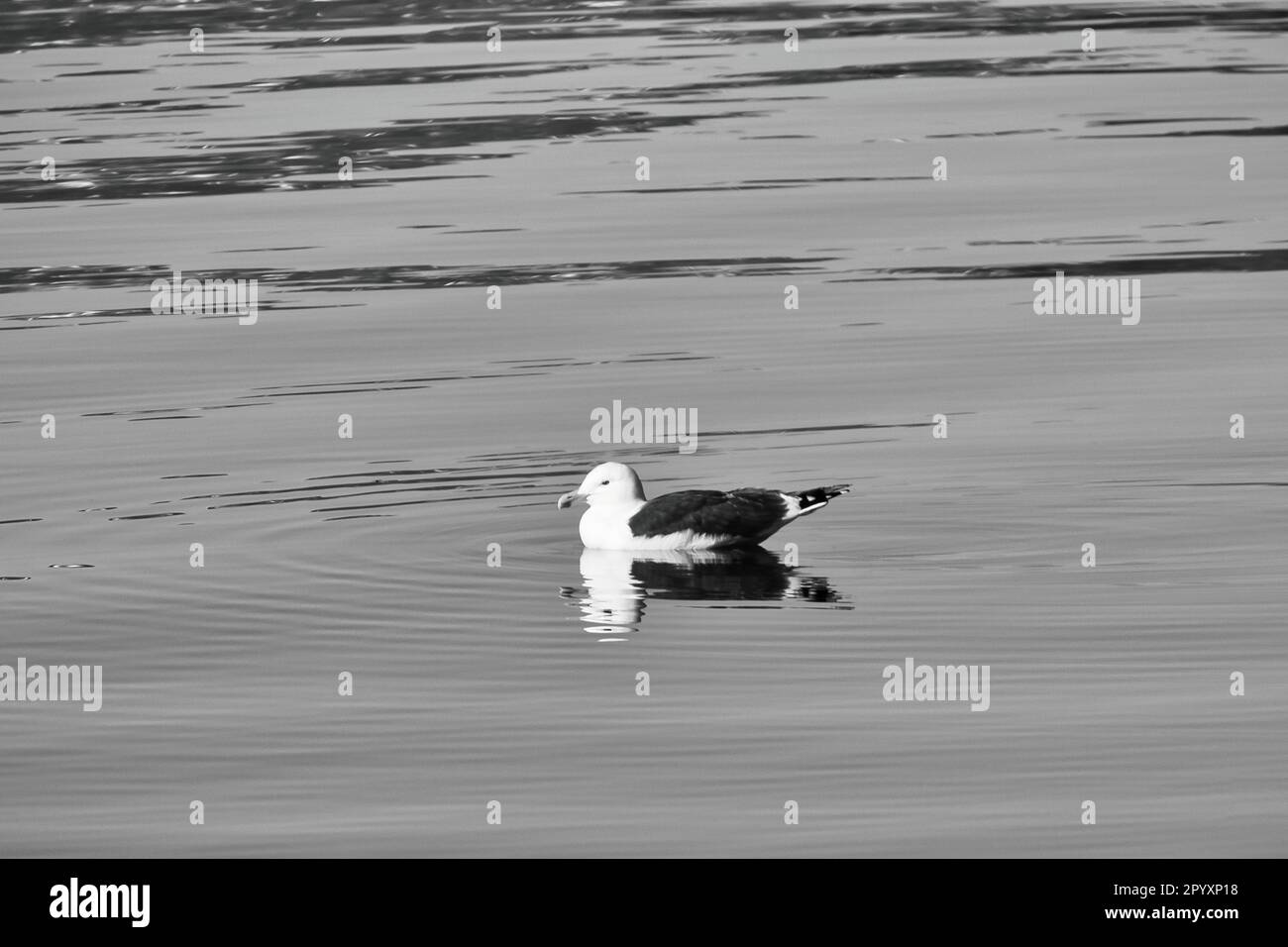 gabbiano nuotando sul fiordo in Norvegia in acque calme in bianco e nero. L'uccello marino si riflette nell'acqua. Foto di animali dalla Scandinavia Foto Stock