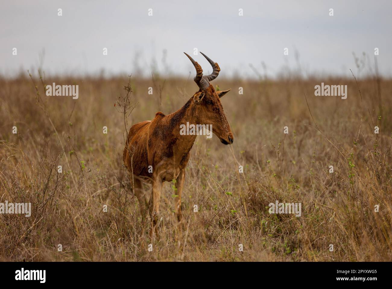 Una Coca Colal's Hartebeest, una grande specie di antilope, camminando attraverso un lussureggiante campo erboso Foto Stock
