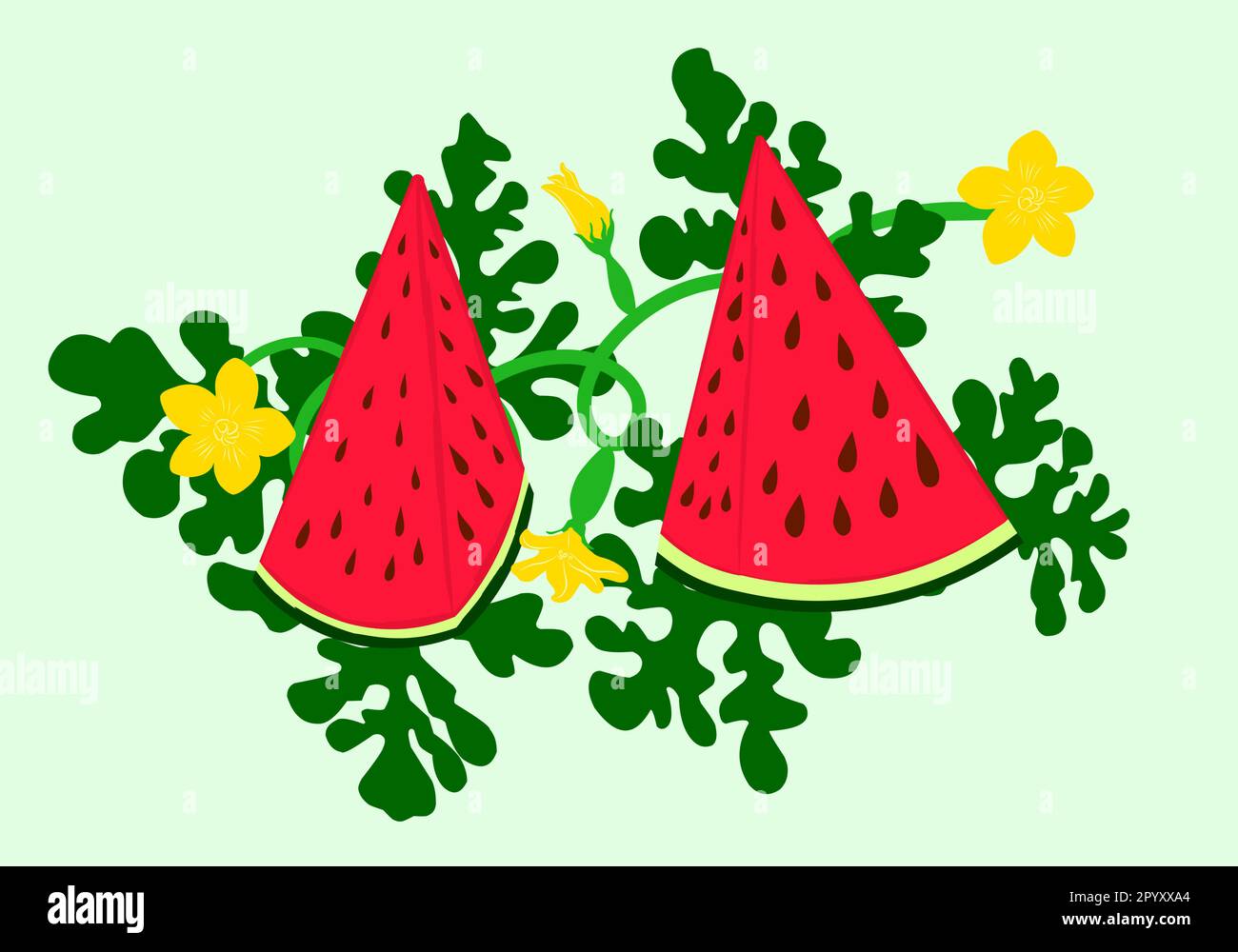 Anguria triangolare e fettine succose, foglie verdi e fiore giallo figura vettore anguria in design piatto. Illustrazione del concetto di cibo estivo Illustrazione Vettoriale