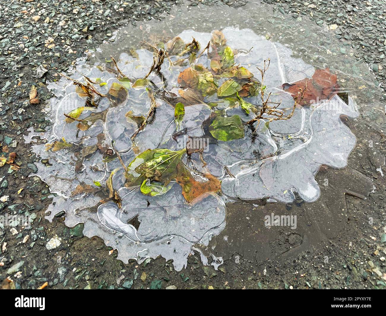 Foglie autunnali congelate nel ghiaccio su una strada asfaltata. Foto Stock