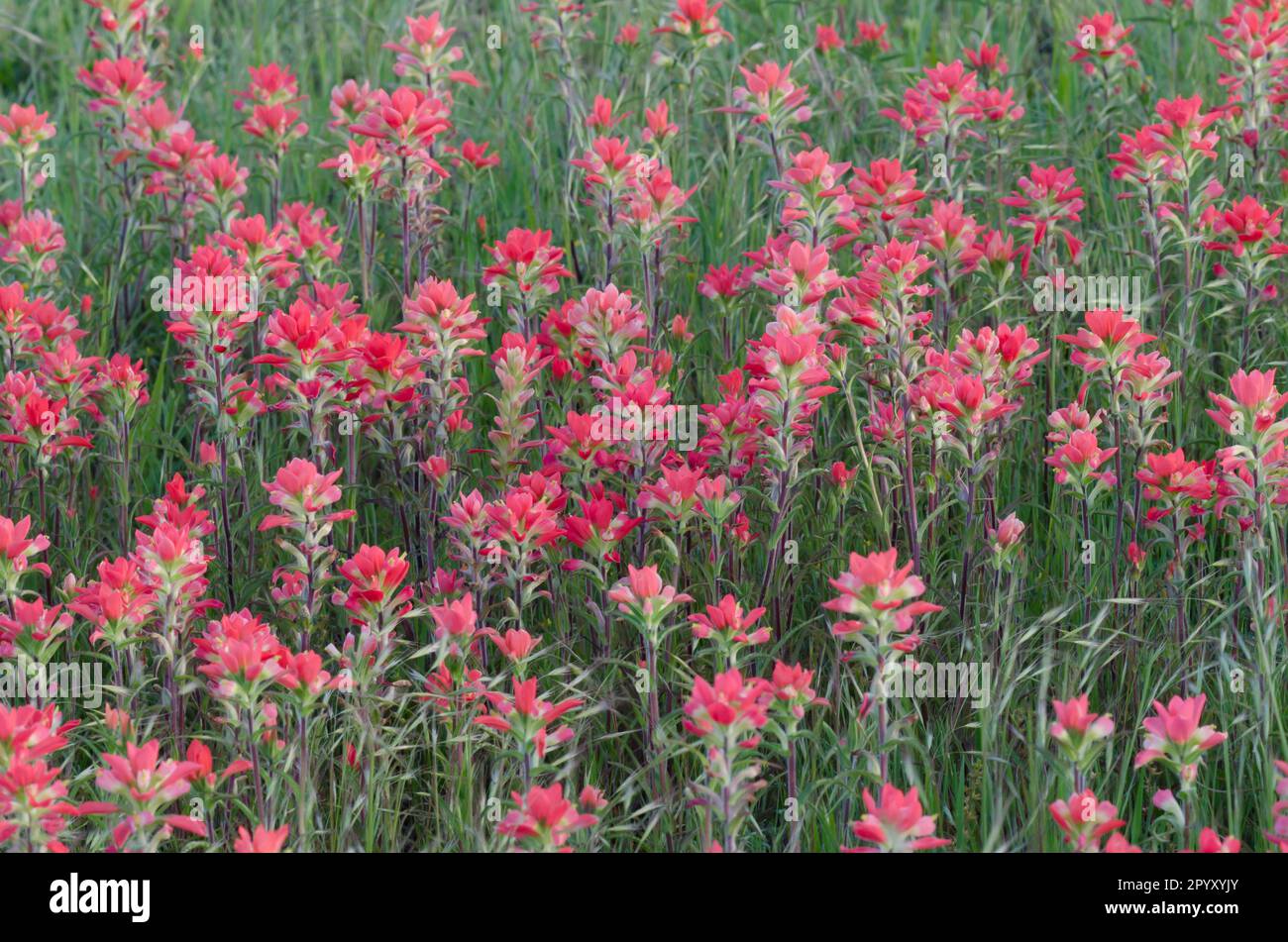 Entitremaf Paintbrush indiano, Castilleja indivisa Foto Stock