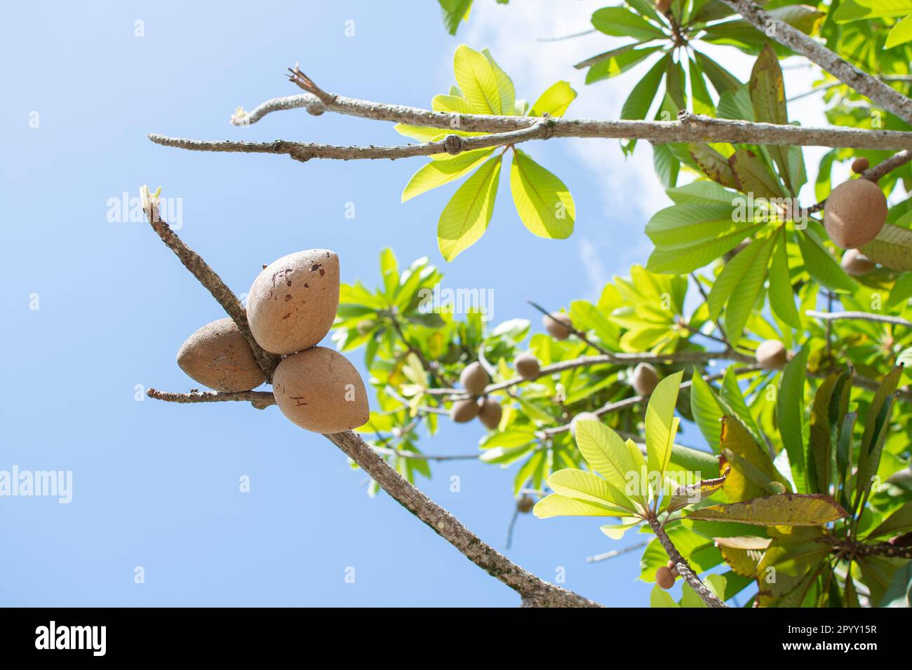 Mamey frutta tropicale sul ramo dell'albero sullo sfondo blu del cielo. Foto Stock