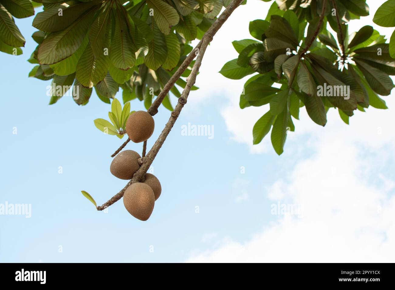Mamey frutta tropicale sul ramo dell'albero sullo sfondo blu del cielo. Foto Stock