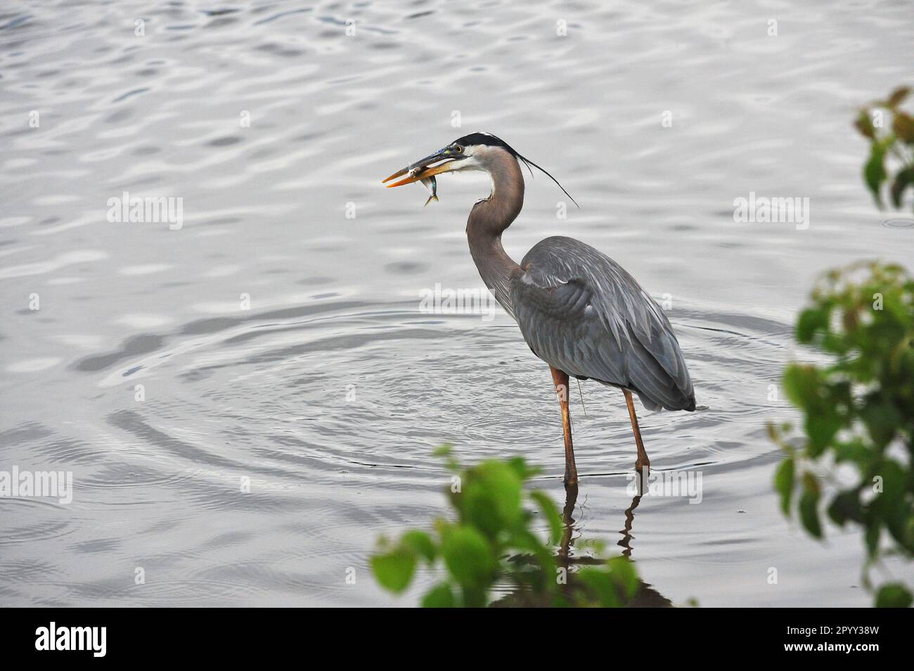 Grande Heron blu pesca per il cibo Foto Stock