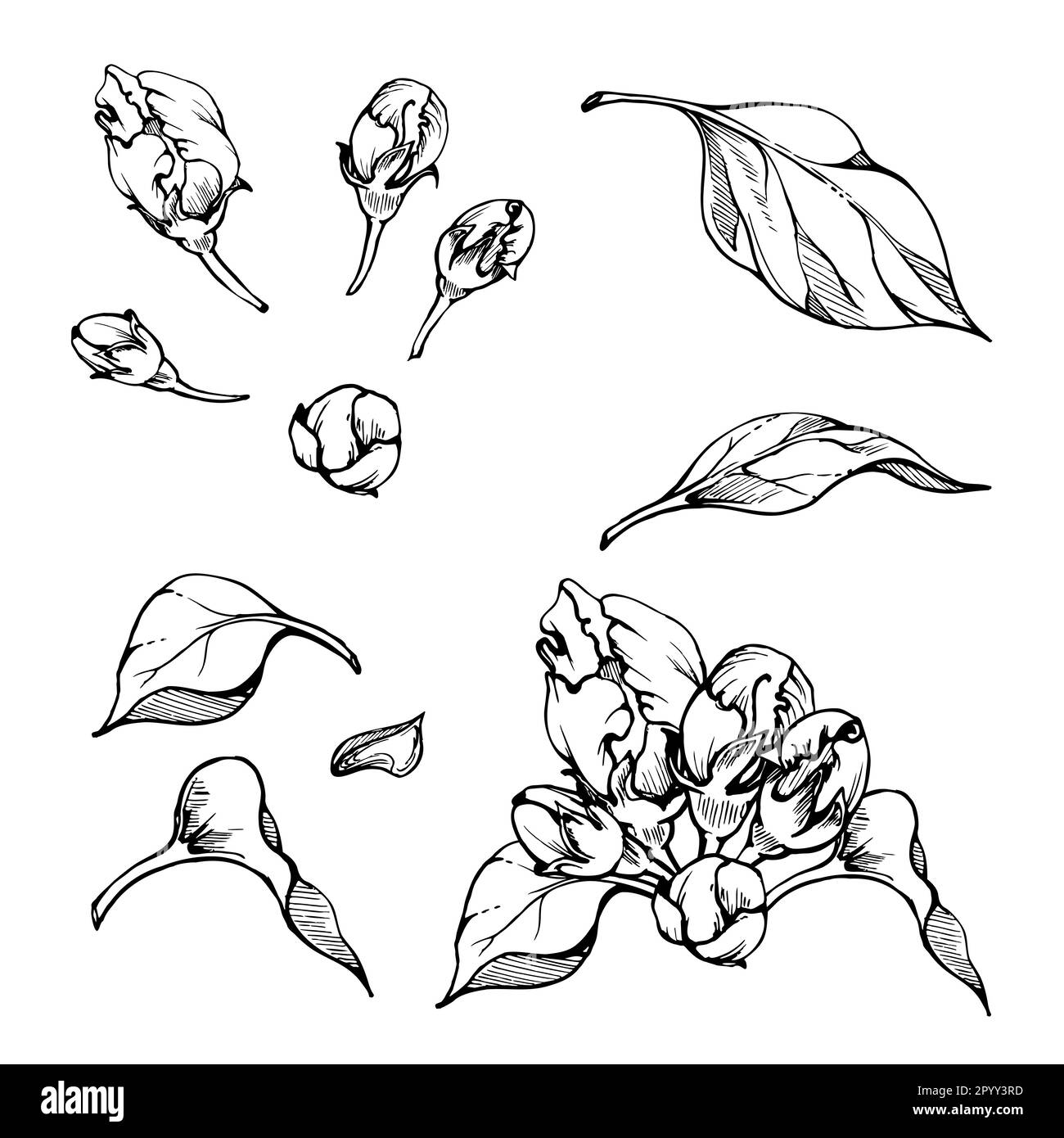 Composizione dell'inchiostro disegnato a mano con fiori di mela su rami, foglie verdi, fiori bianchi e rosa. Oggetto isolato su sfondo bianco. Design per parete Illustrazione Vettoriale