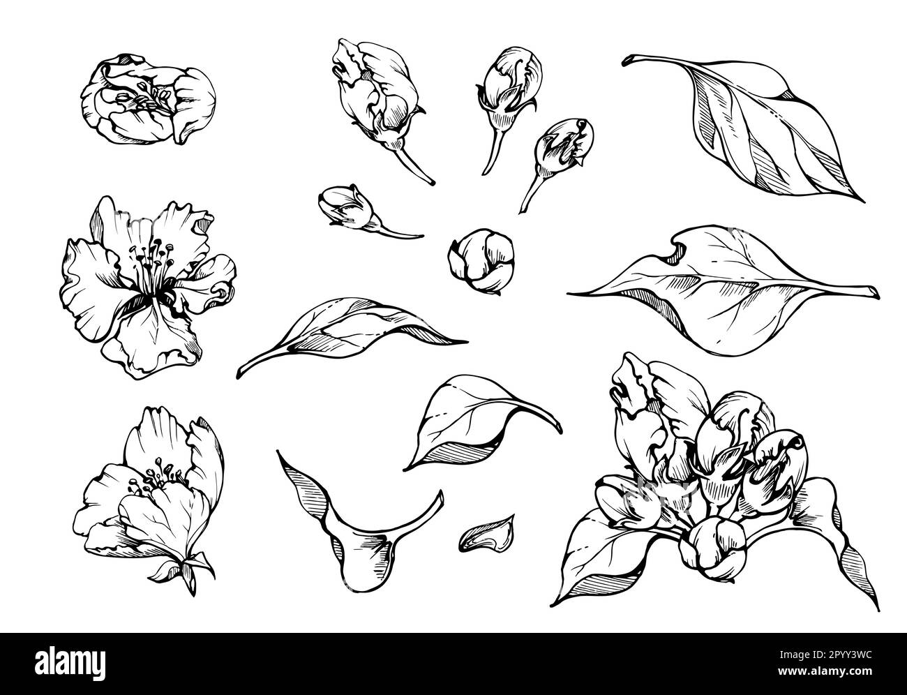 Composizione dell'inchiostro disegnato a mano con fiori di mela su rami, foglie verdi, fiori bianchi e rosa. Oggetto isolato su sfondo bianco. Design per parete Illustrazione Vettoriale