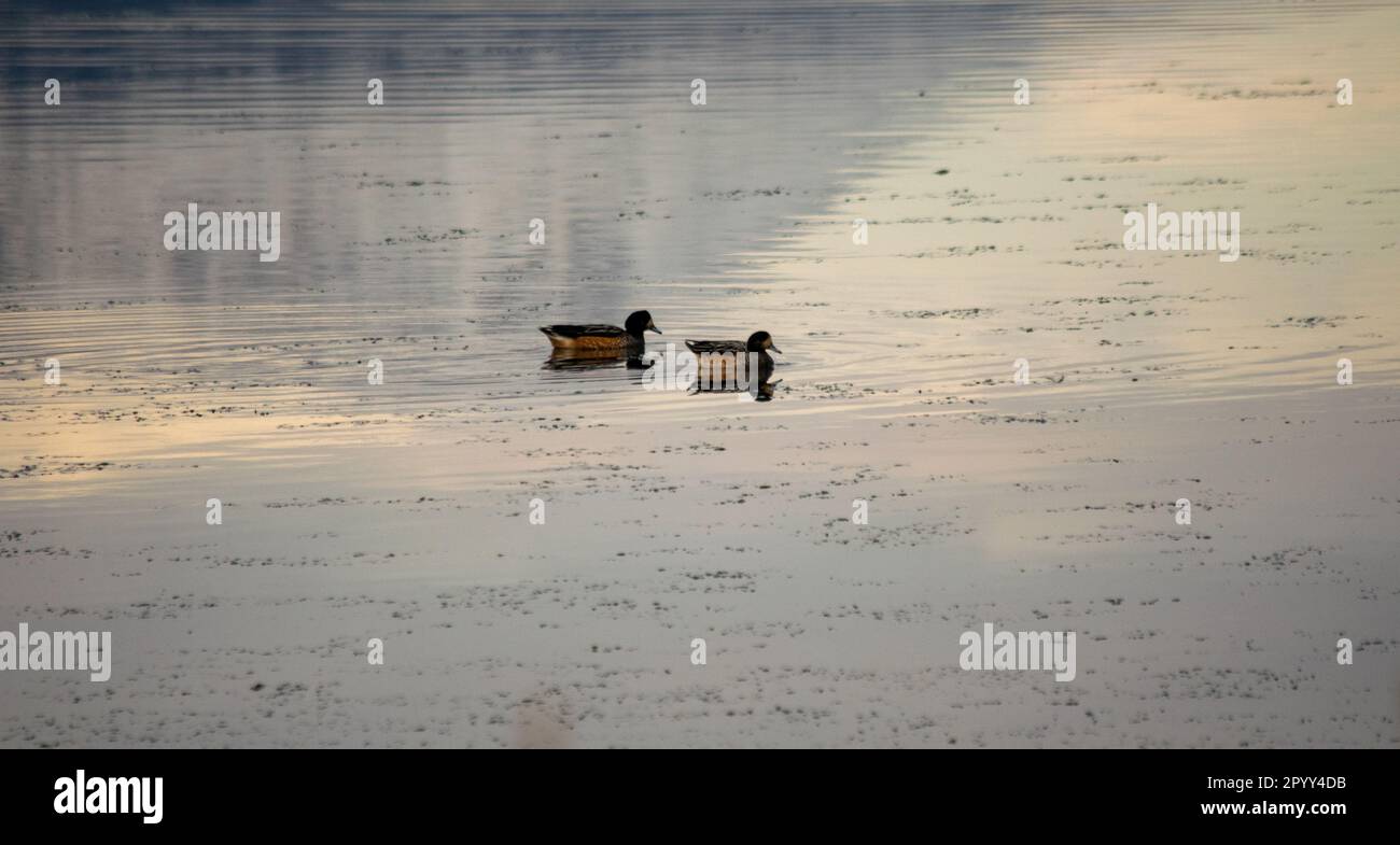 Anatra crestata sulla riva di Bahía Encerrada a Ushuaia. Specularioides di Lophonetta Foto Stock