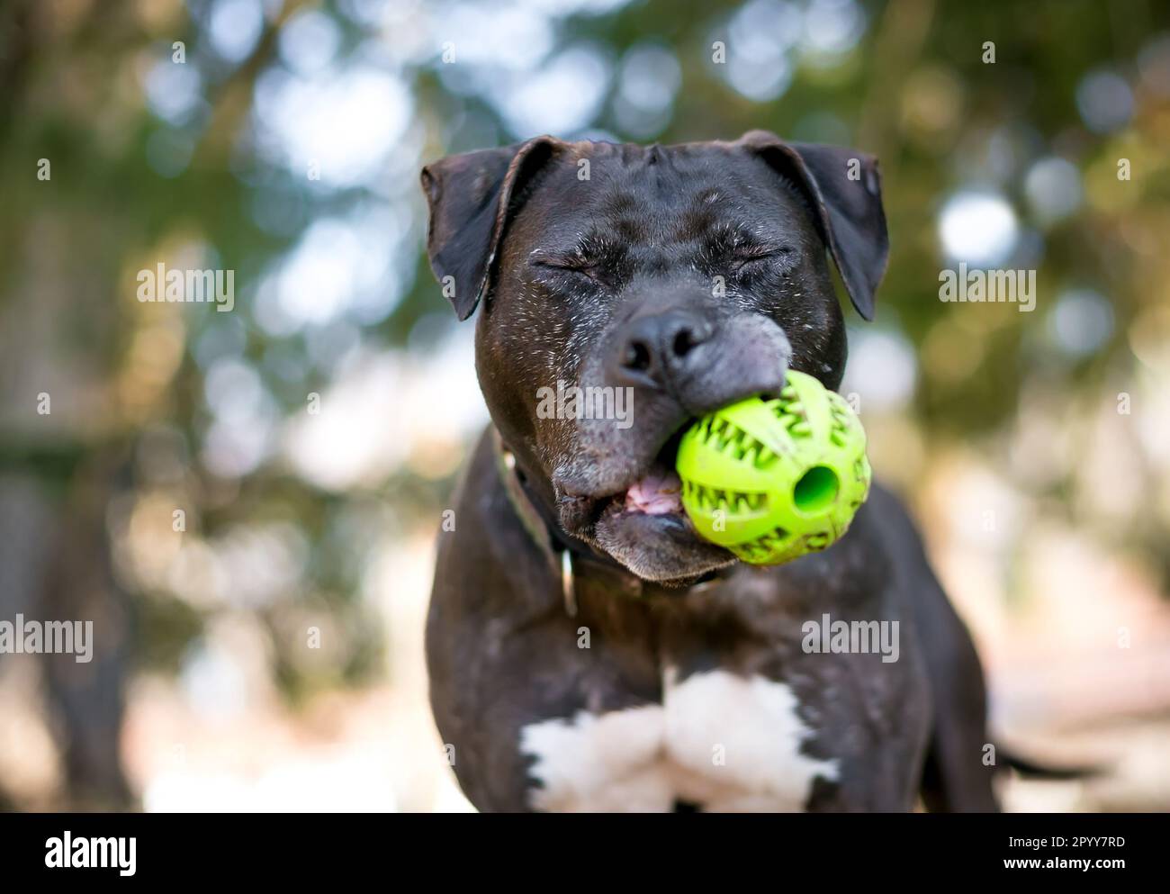 Un cane di razza mista Pit Bull Terrier con gli occhi chiusi tenendo una palla in bocca Foto Stock