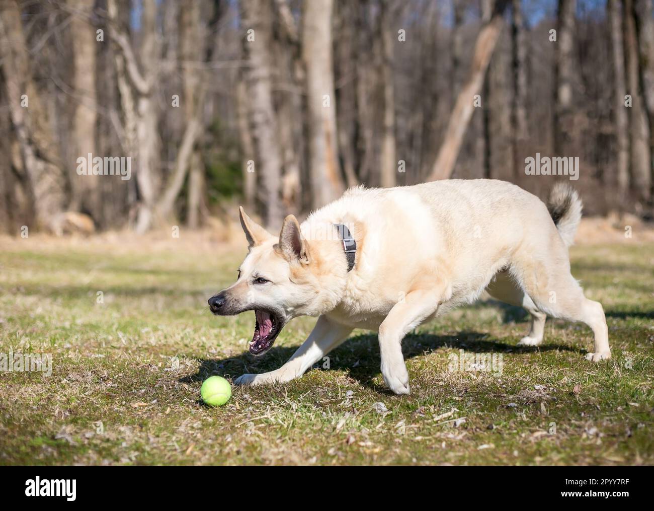 Un pastore tedesco x Husky cane di razza mista raggiungere per raccogliere una palla Foto Stock