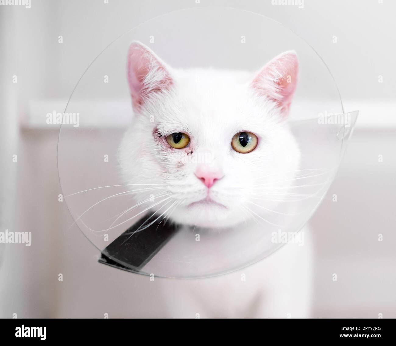 Un gatto corto bianco con un occhio ferito e che indossa un collare conico protettivo Foto Stock