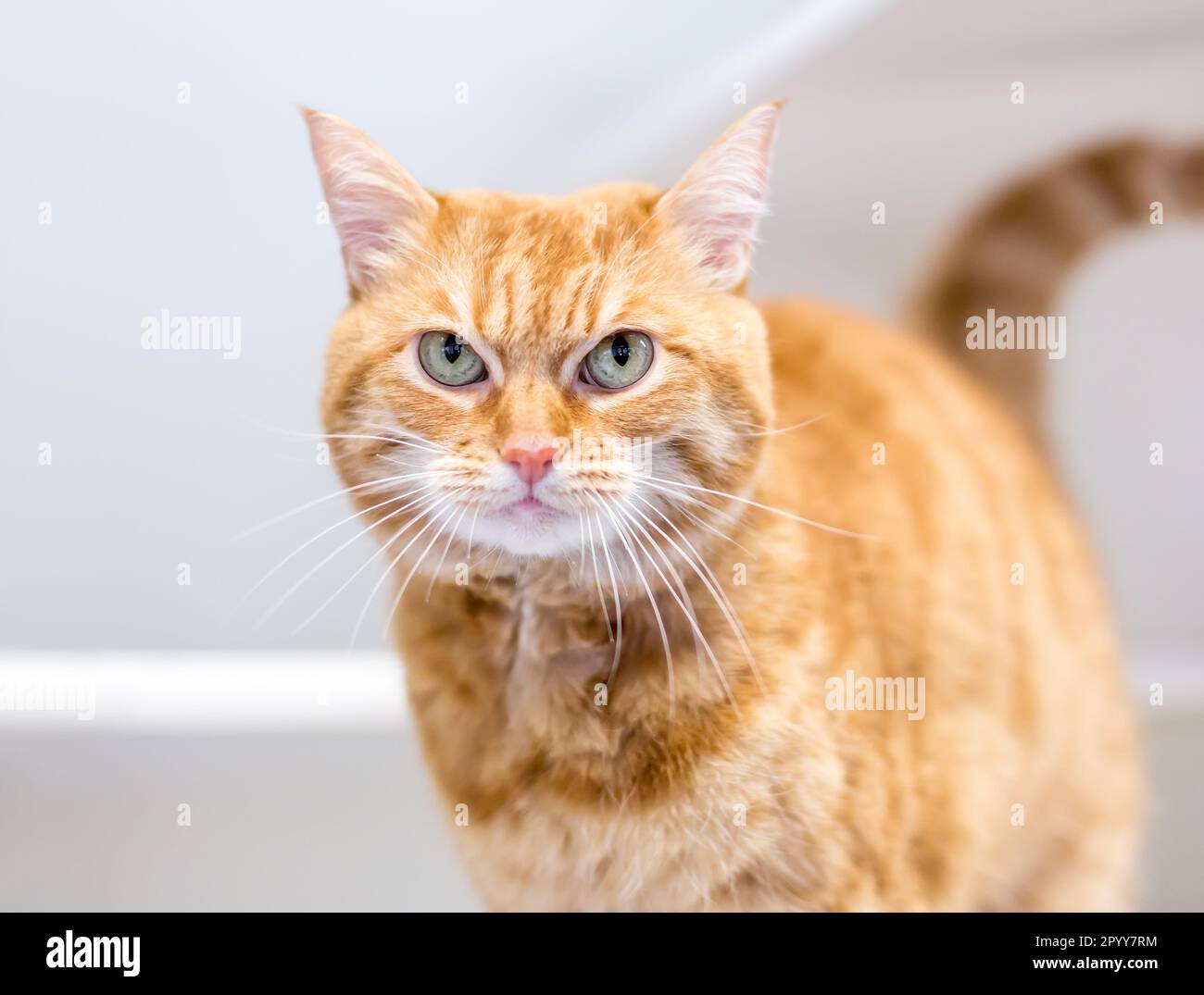Un gatto shorthair tabby arancione che si illumina la telecamera con un'espressione arrabbiata Foto Stock