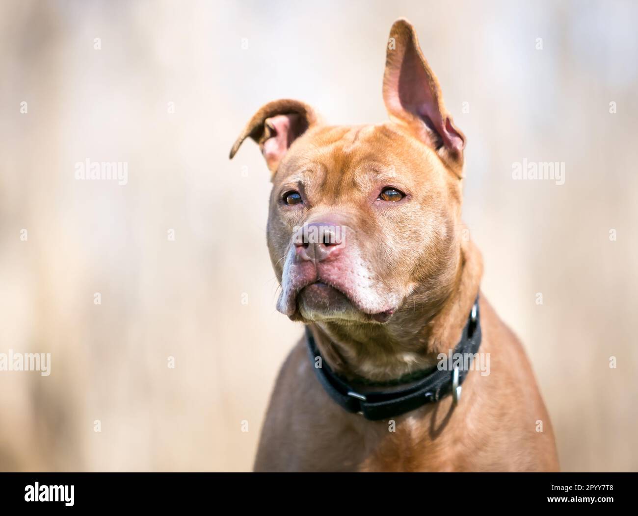 Un cane marrone Pit Bull Terrier di razza mista con orecchie a dischetti Foto Stock