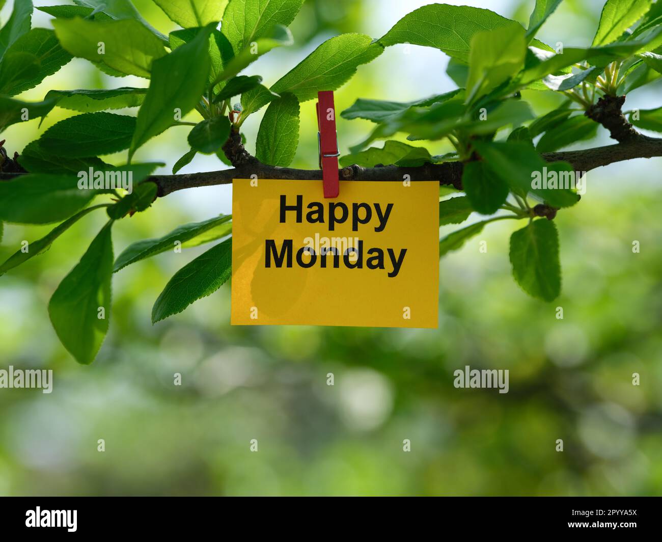 Una nota di carta gialla con la frase lunedì felice su di esso attaccato ad un ramo dell'albero con un perno di vestiti. Primo piano. Foto Stock