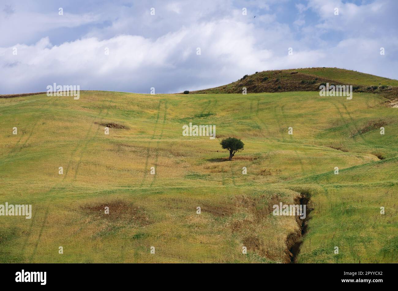 Un albero in un campo di Sicilia in Italia Foto Stock