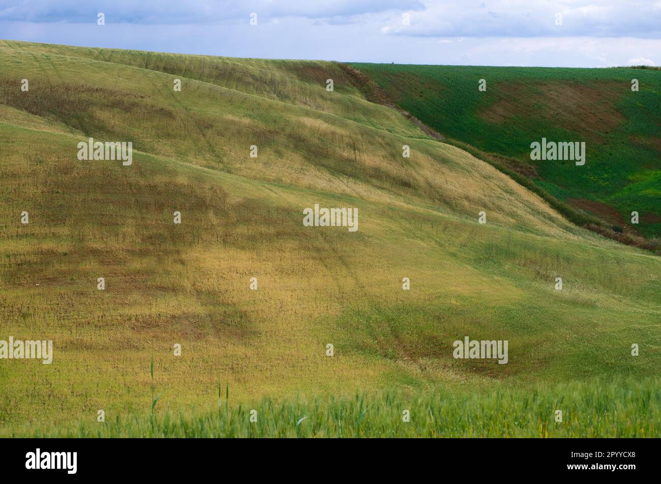 Sfumature di campo di grano in maturazione rurale Sicilia, Italia Foto Stock