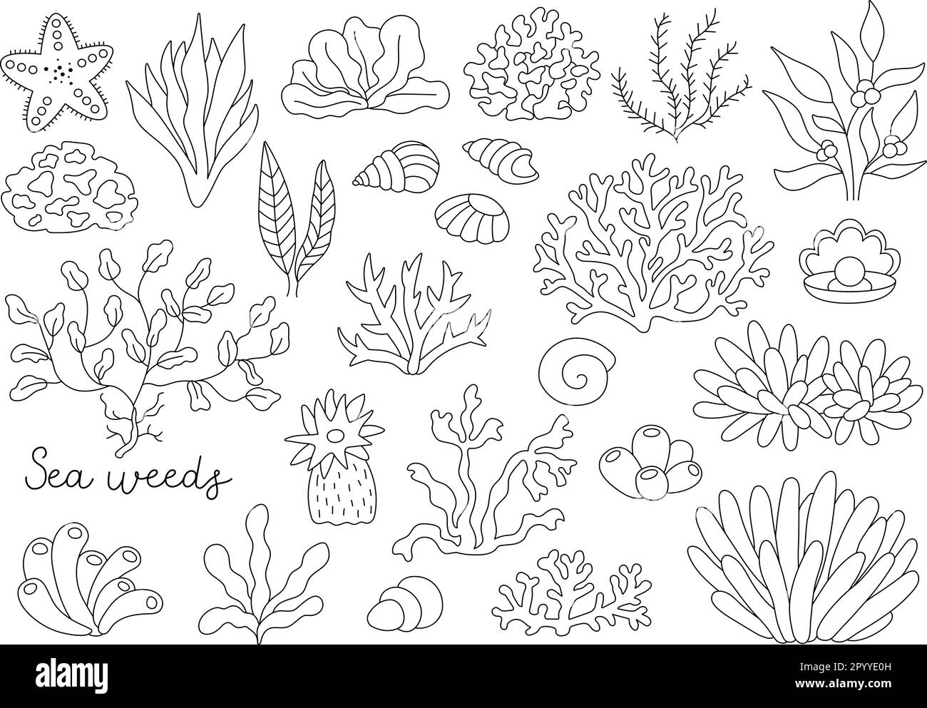 Set di alghe bianche e nere Vector. Linea di piante marine o oceaniche. Coralli di contorno, actinia, luminaria, stella, fillofora, conchiglie e perla c Illustrazione Vettoriale