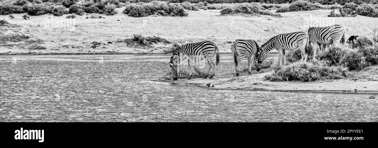 Zebre in un buco d'acqua in Africa Foto Stock