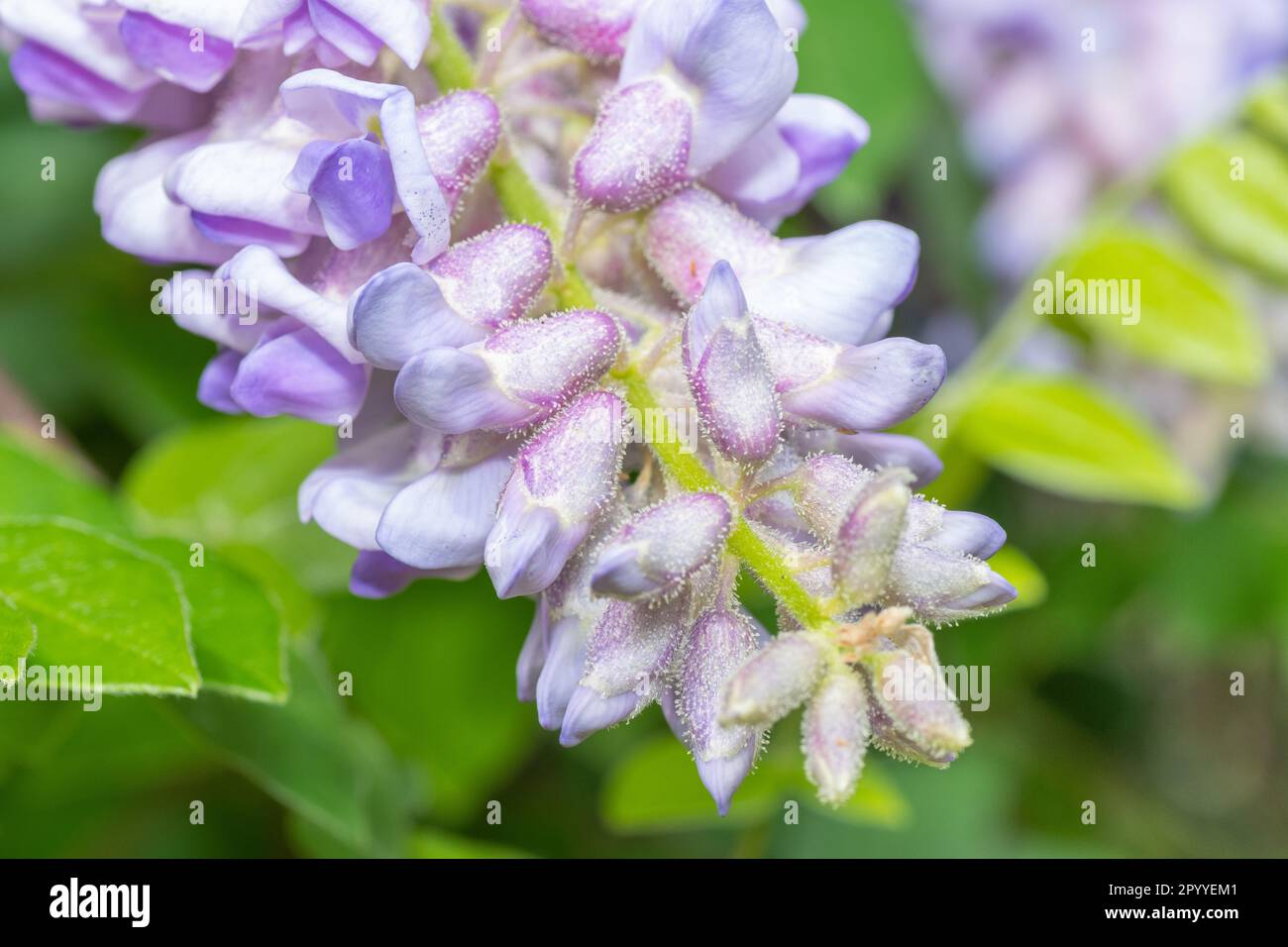 I fiori lilla del glicine americano, la Wisteria frutescens, un vitigno boscoso e deciduo ad alta quota. Foto Stock