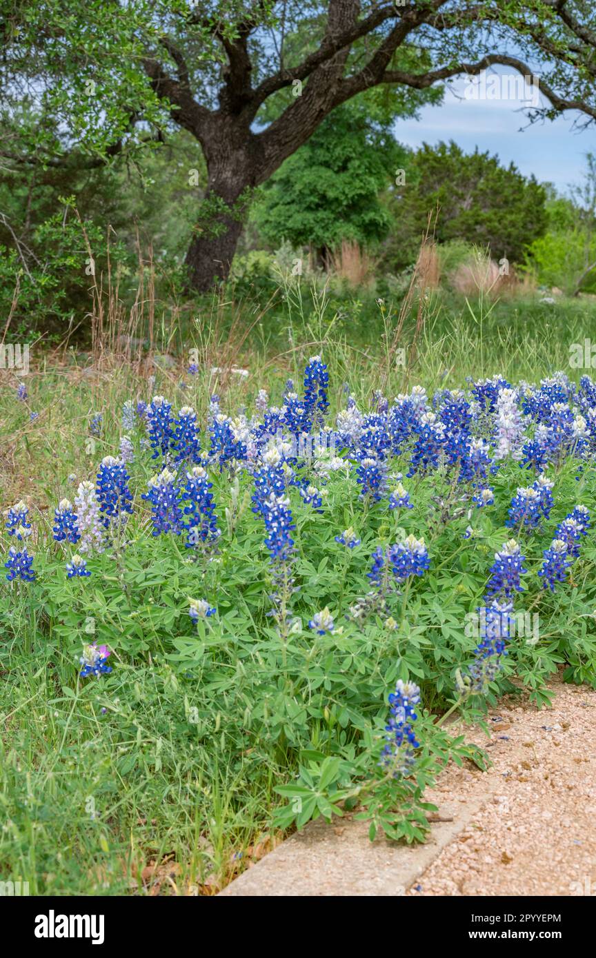 Un paesaggio primaverile in Texas come Bluebonnet, Lupinus texensis, fioriscono lungo il percorso. Foto Stock