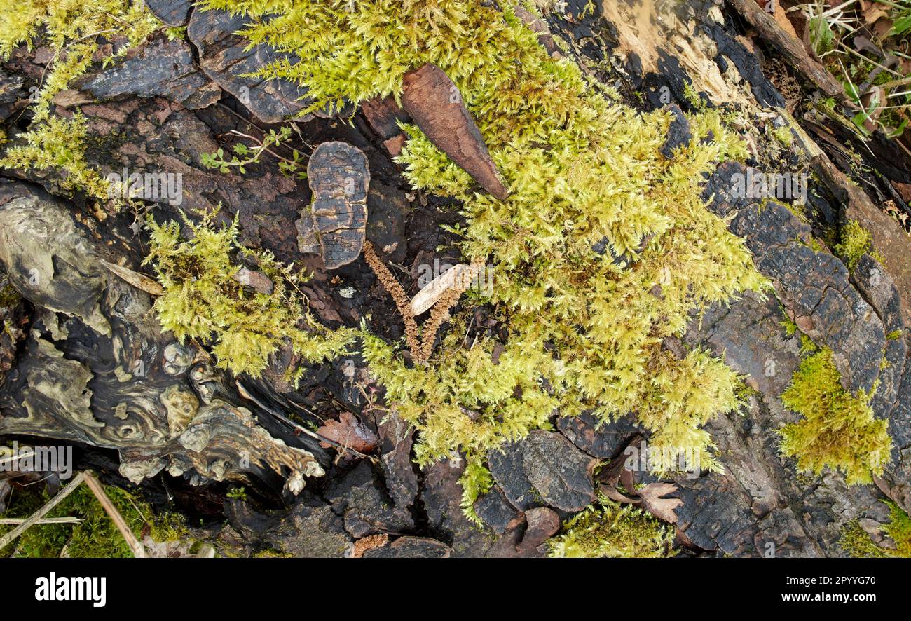 Primo piano naturale / natura morta macro della corteccia di albero scuro parzialmente ricoperta di lichene verdeggiante Foto Stock