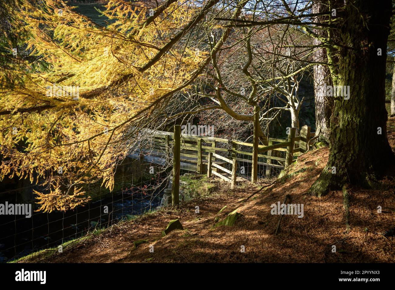 Alberi soleggiato a Peak District Woods nel Regno Unito Foto Stock