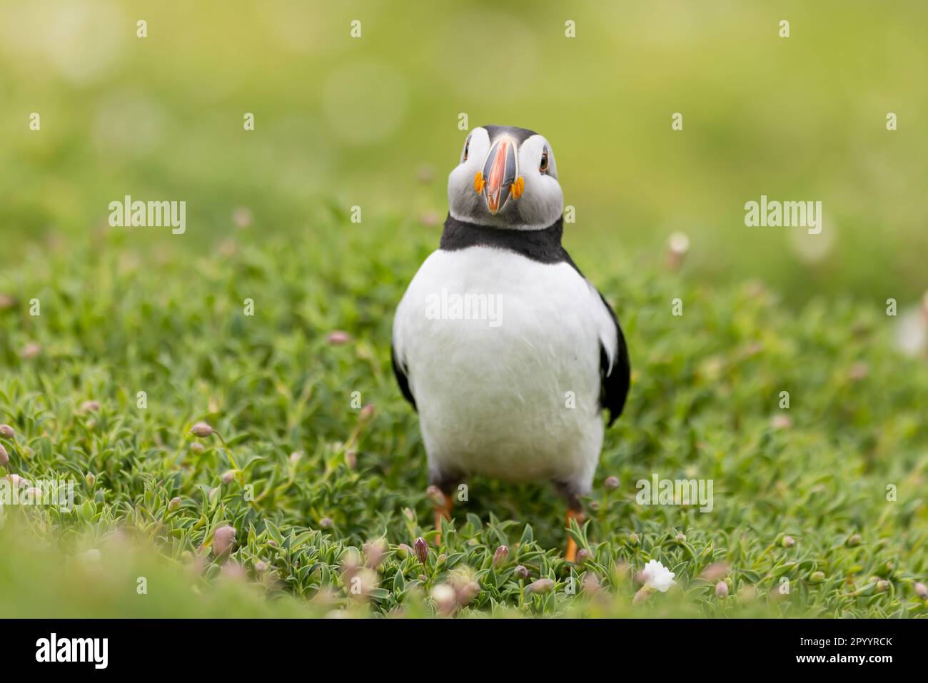 Le pulcinelle di mare arrivano per la stagione riproduttiva sull'isola di Skomer Foto Stock