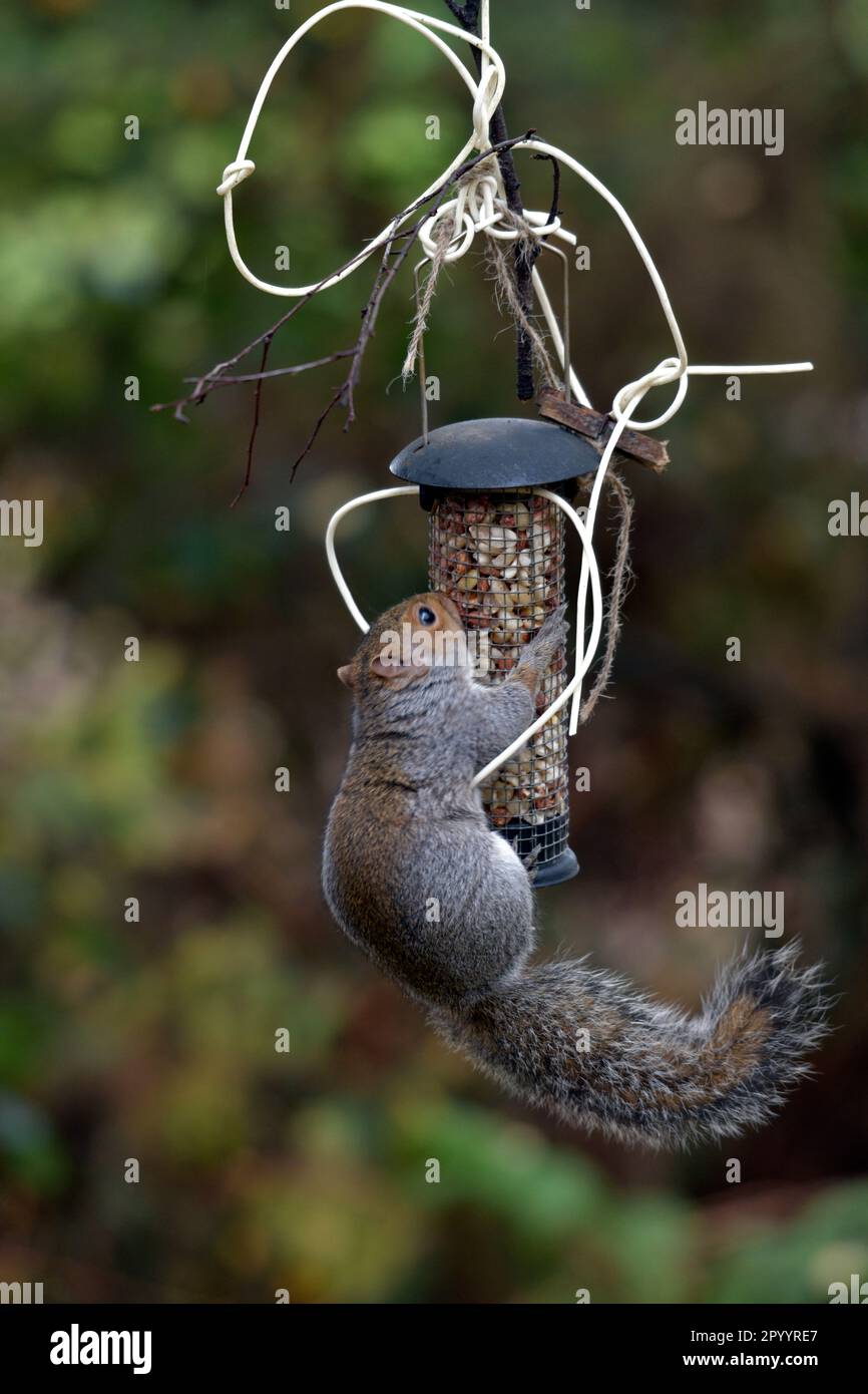 scoiattolo grigio (sciurus carolinensis), vassoio di alimentazione per uccelli grigliati Foto Stock
