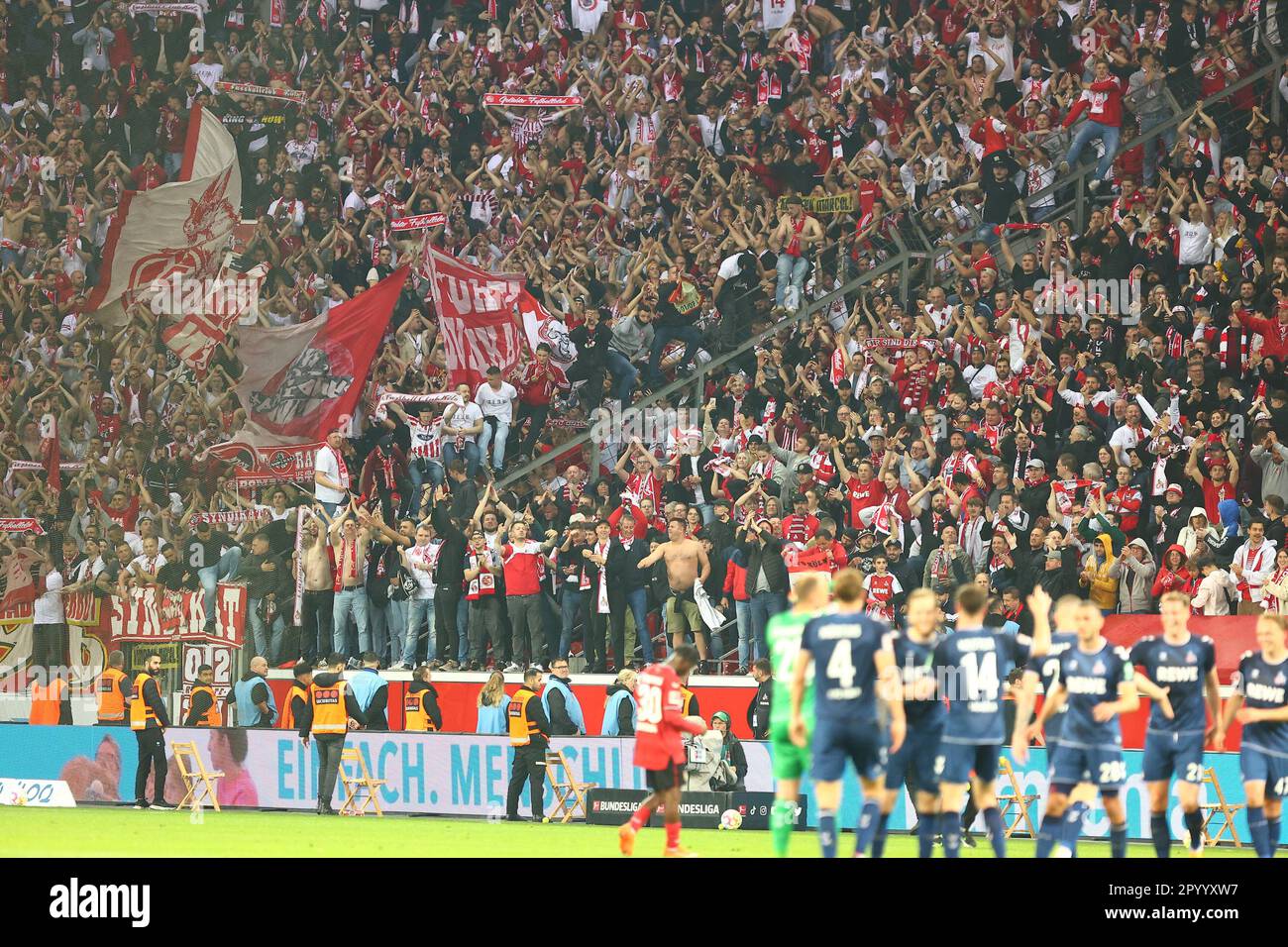 Leverkusen, Germania, 05.05.2023: Bayer 04 Leverkusen v. 1. FC Köln, Calcio, 1. Bundesliga, giorno di incontro 31, Stagione 2022/2023, 31.03.2023 i fan di Koeln festeggiano a tempo pieno. LE NORMATIVE DFL VIETANO QUALSIASI USO DI FOTOGRAFIE COME SEQUENZE DI IMMAGINI E/O QUASI-VIDEO. Credit: NewsNRW / Alamy Live News Foto Stock