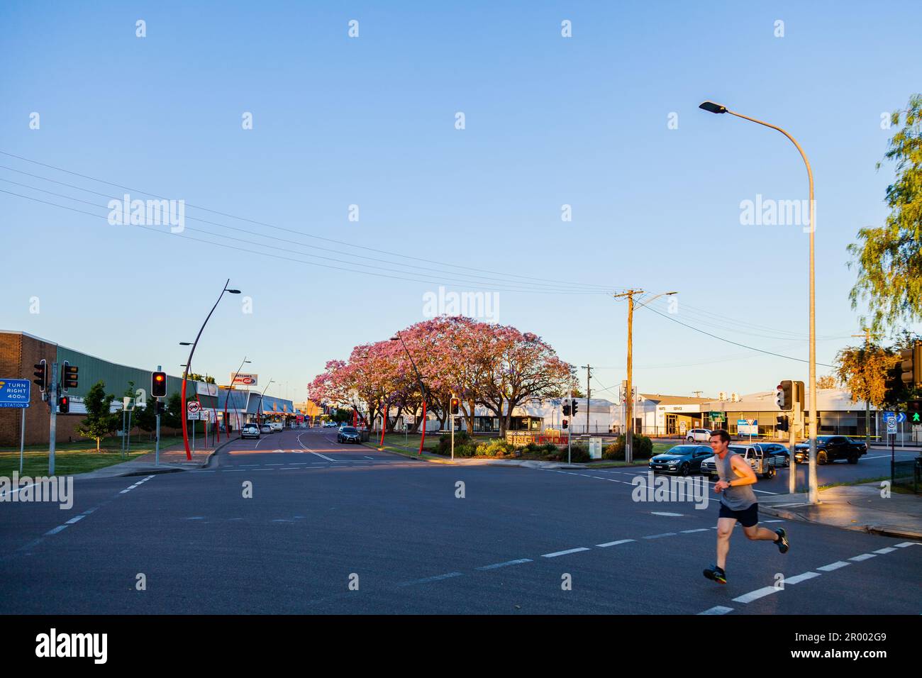 Jogger che corre sulla strada al semaforo al tramonto a Singleton con alberi di jacaranda che fioriscono lungo la strada Foto Stock