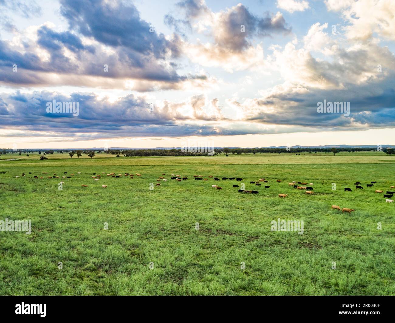 Bestiame lontano nel paddock verde della fattoria durante la buona stagione in Australia Foto Stock