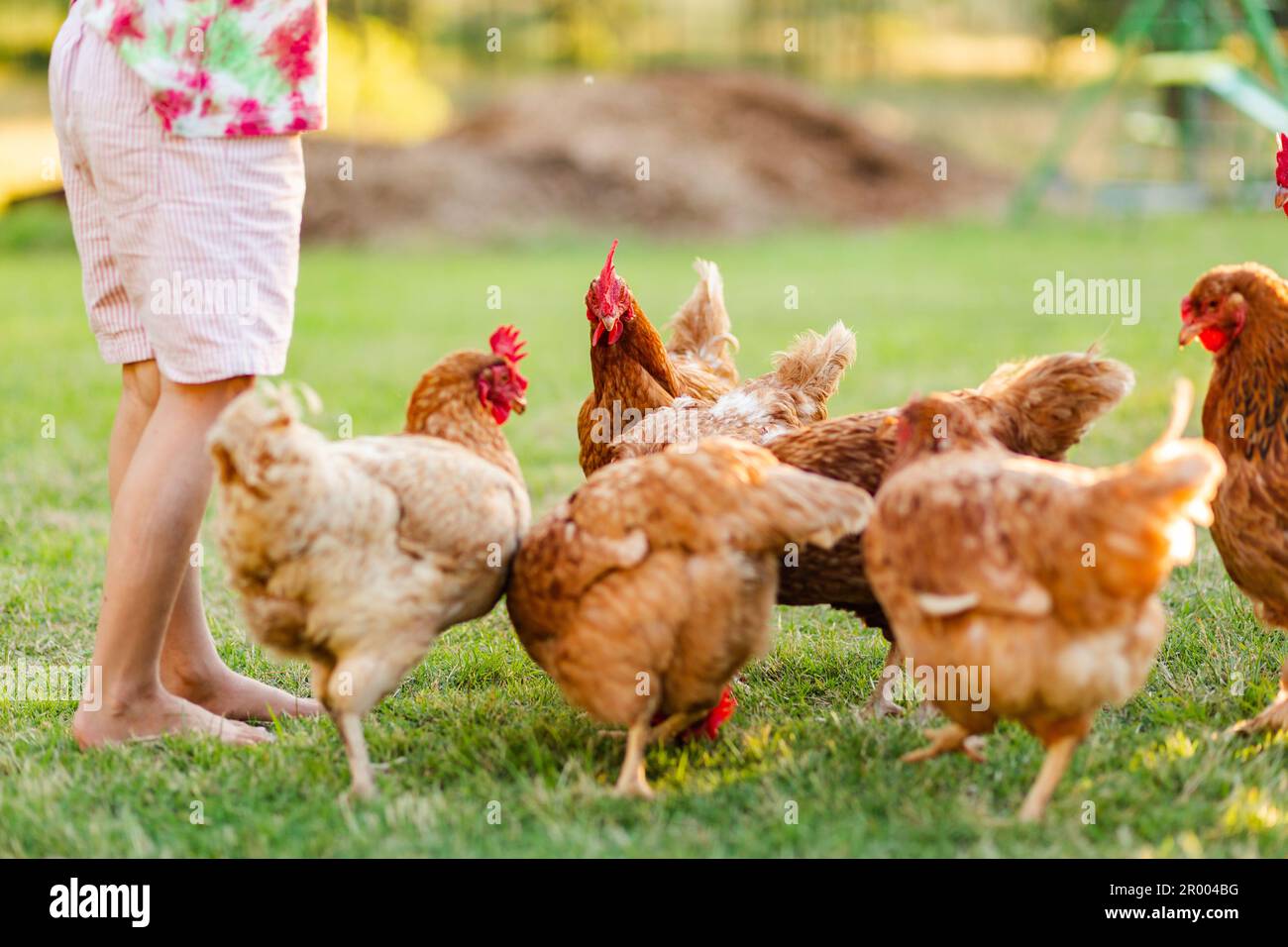 Bambino di campagna in piedi con gregge di galline marroni nel cortile di casa in fattoria Foto Stock