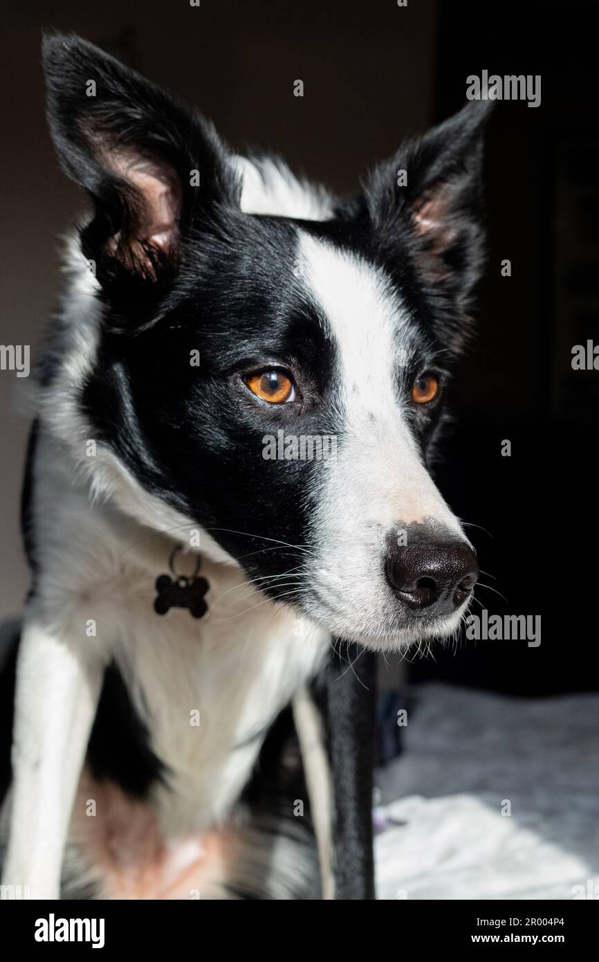 Bordo corto dei capelli collie di due anni che guarda fuori nel paesaggio Foto Stock