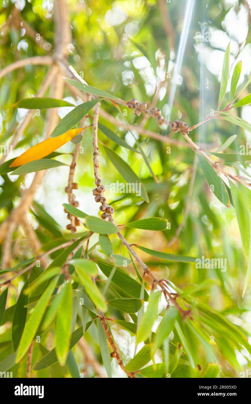 foglie di alberi australiani retroilluminate di alberi di pennelli da bottiglia Foto Stock