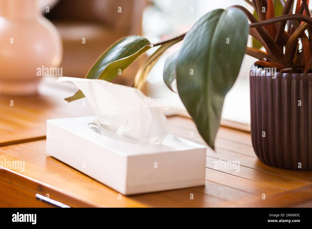 Scatola di tessuti naso accanto alla pianta sul tavolo in soggiorno di casa per soffiare naso su Foto Stock