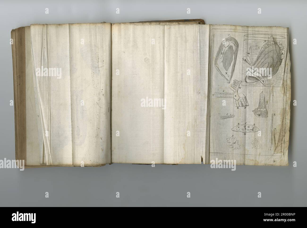 Conoscenza vintage. Un vecchio libro medico con le sue pagine in mostra. Foto Stock