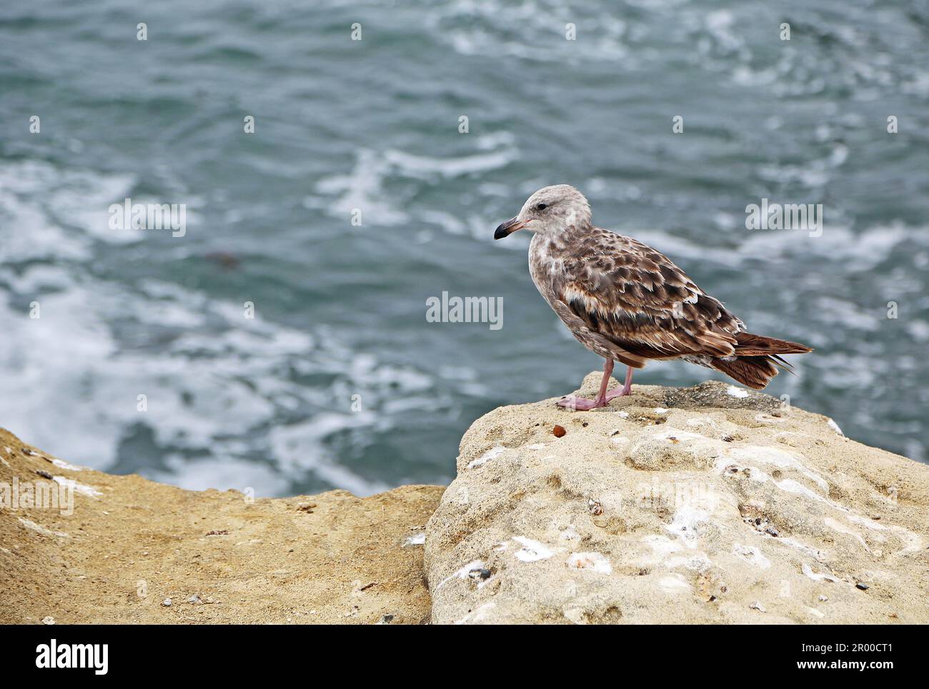 Gabbiano marrone, California Foto Stock