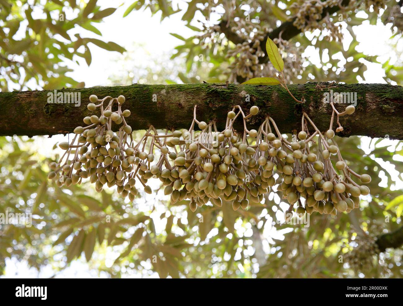 Fiori di durian bud su durian tree (messa a fuoco selettiva) Foto Stock Fiori di durian bud su durian tree (messa a fuoco selettiva) Foto Stock