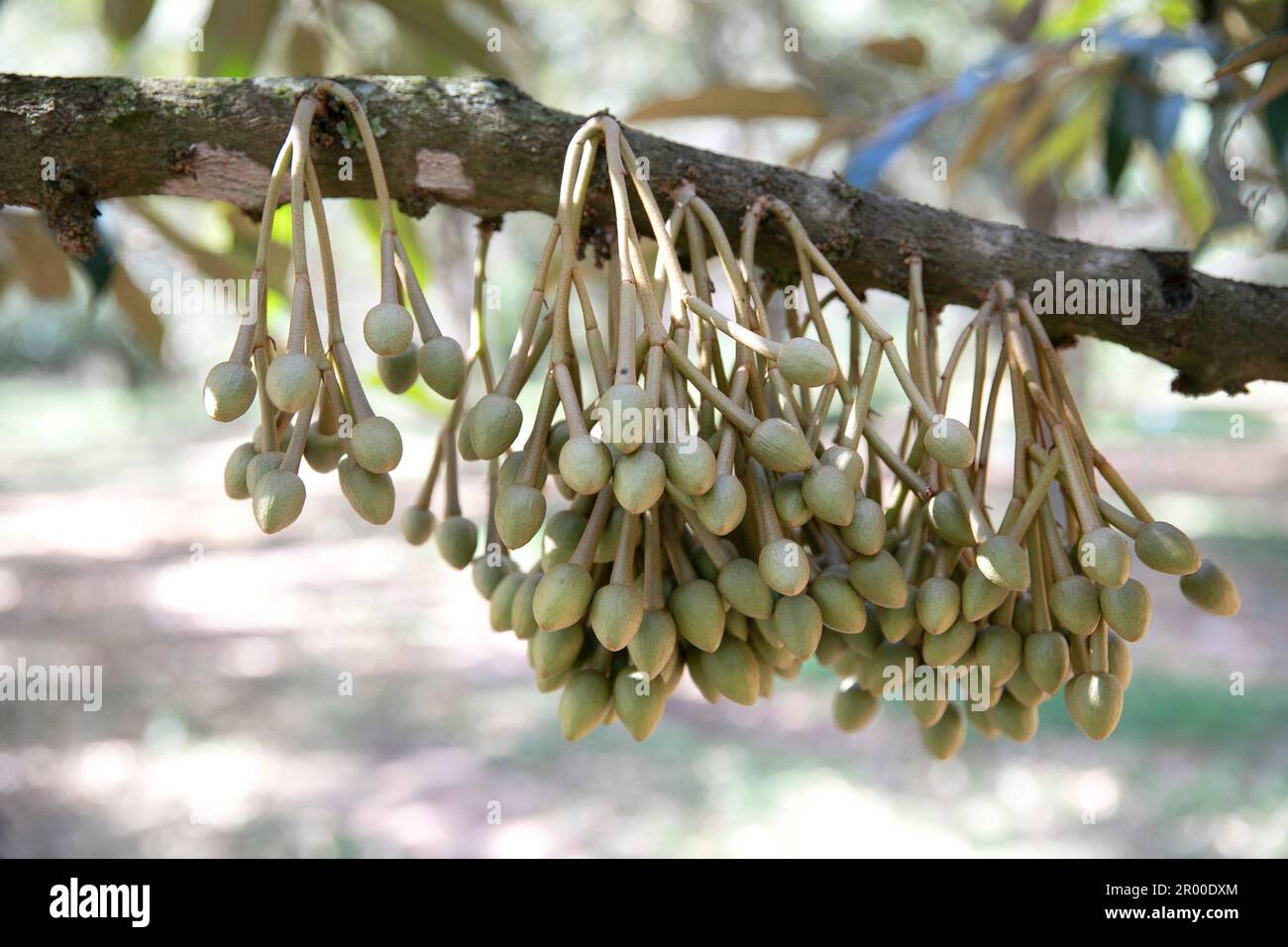 Fiori di durian bud su durian tree (messa a fuoco selettiva) Foto Stock Fiori di durian bud su durian tree (messa a fuoco selettiva) Foto Stock