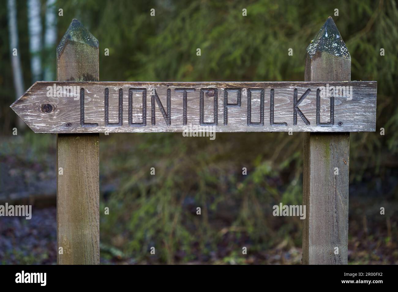 Cartello in legno nel bosco con la parola finlandese luontopolku (sentiero natura) Foto Stock
