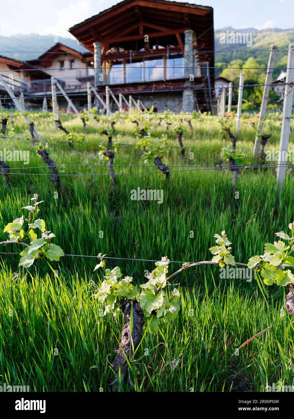Vitigno biologico Les Gramges in primavera a Nus, Valle d'Aosta, NW Italia. Fattoria con sala da pranzo con facciata in vetro dietro Foto Stock