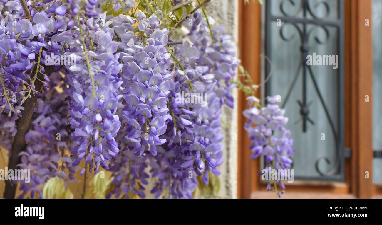 primo piano su fiori viola glicine sulla parete della casa in primavera Foto Stock