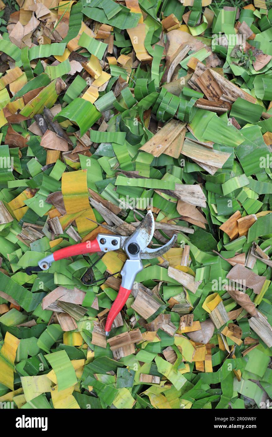 Cesoia da giardino su foglie tagliate a mucchio che preparano per fertilizzante organico. Trasformazione del materiale biodegradabile in terreno fertile. Foto Stock