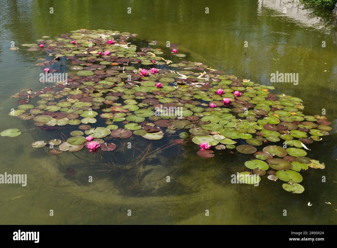 Piante di giglio d'acqua cinesi con foglie verdi e fiori rossi cresciuti in uno stagno durante la primavera e l'inizio dell'estate Foto Stock