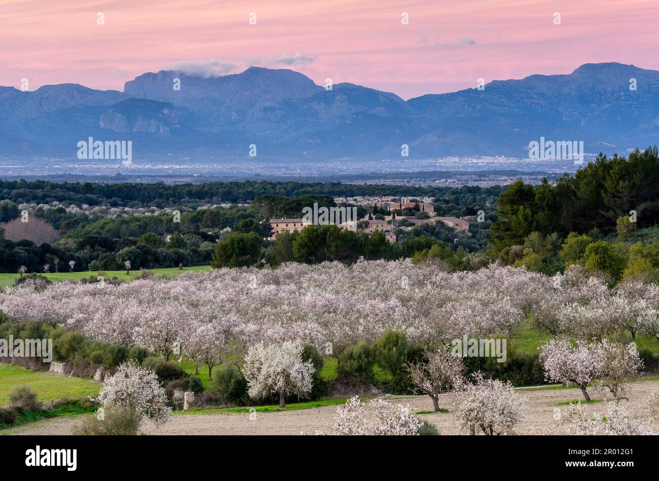 almendros en flor, finca de Aubenya, Algaida, maiorca. isole balneari, españa, europa Foto Stock