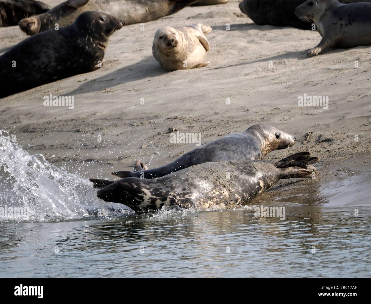 Gruppo di foche grigie o di foche atlantiche e di foche della testa di cavallo (Halichoerus grypus) della baia di Authie vicino a Berck in Francia Foto Stock