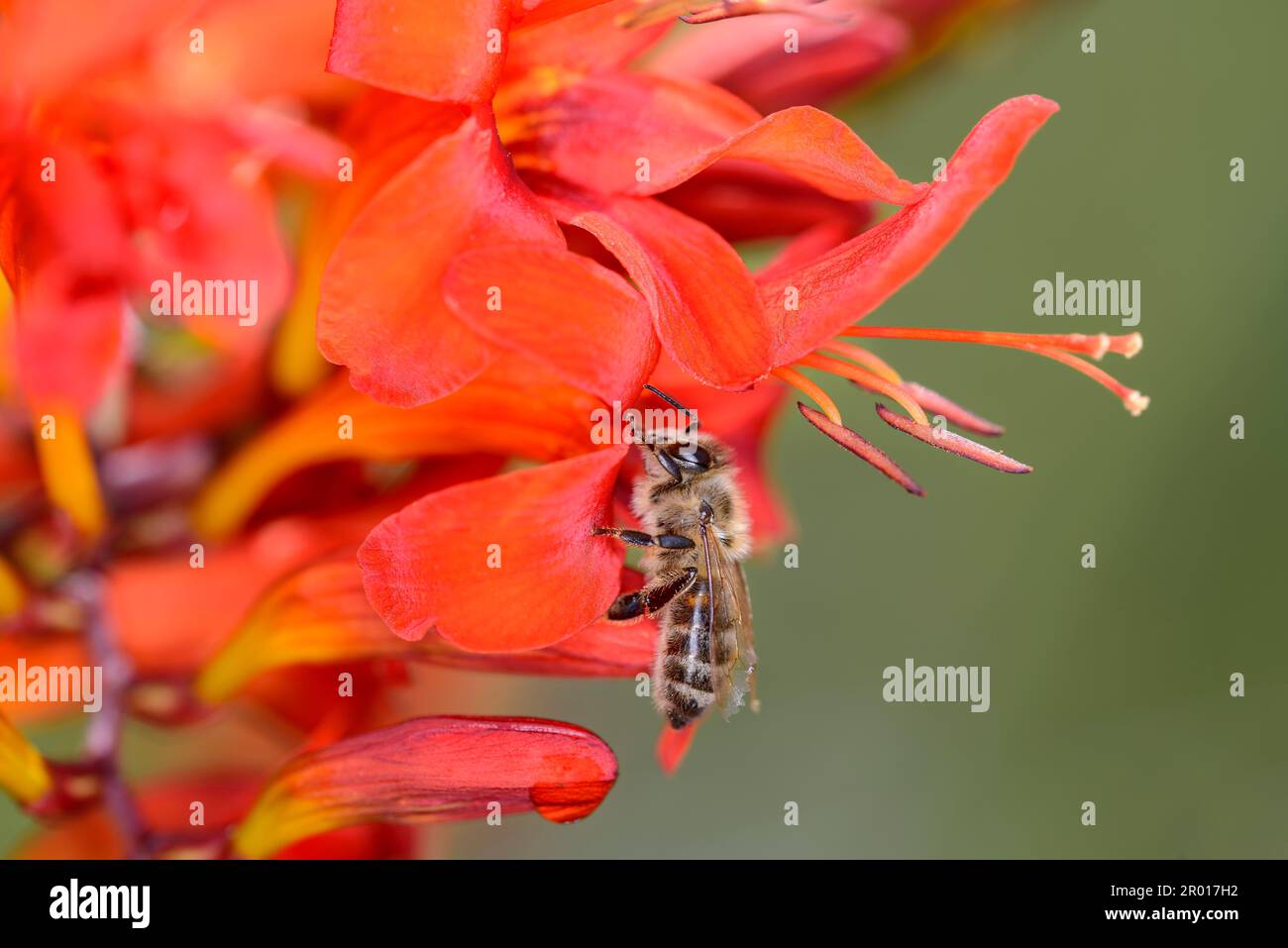 Ape - Apis mellifera - impollinazione di una fioritura del giardino montbretia - Crocosmia Lucifer Foto Stock