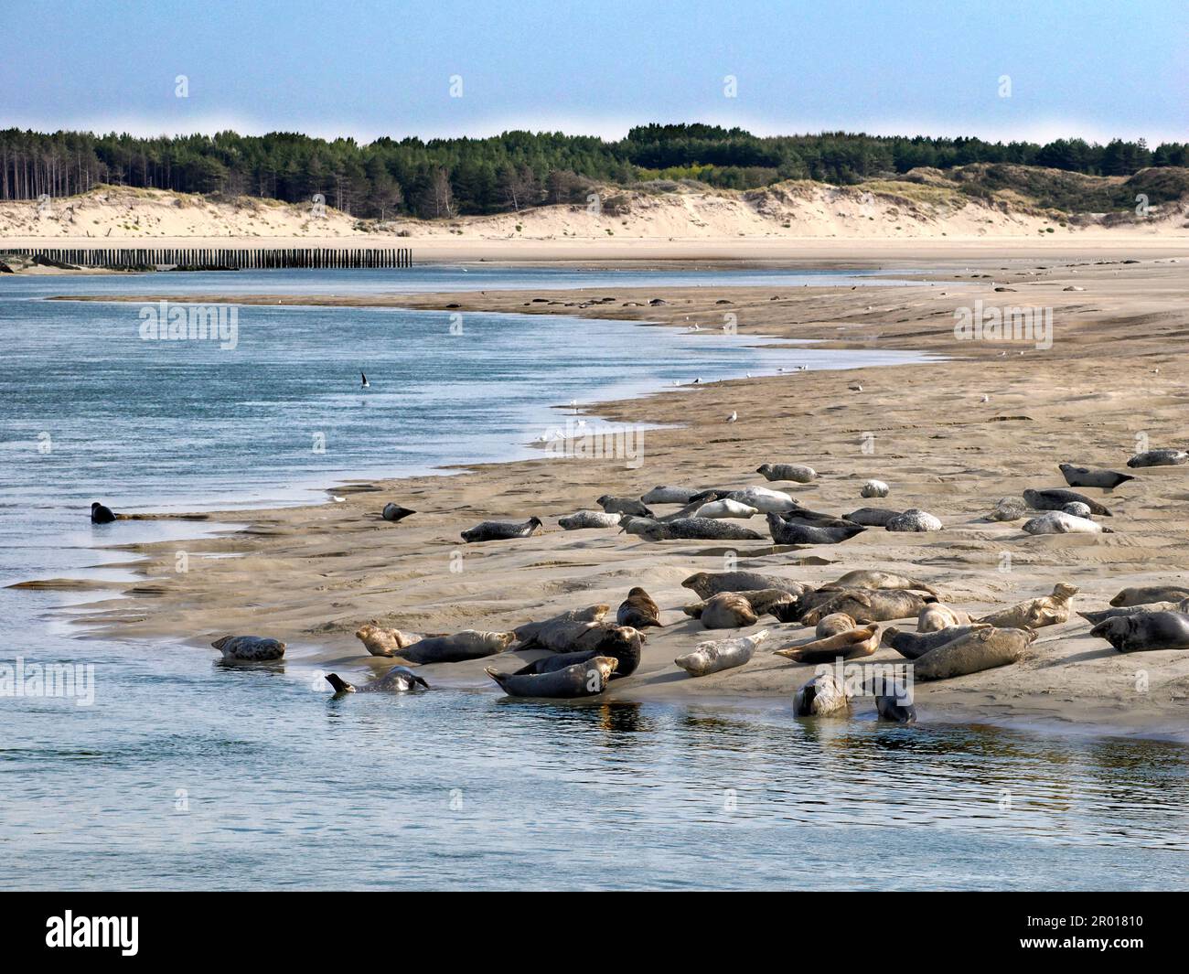 Gruppo di foche grigie o di foche atlantiche e di foche della testa di cavallo (Halichoerus grypus) della baia di Authie vicino a Berck in Francia Foto Stock